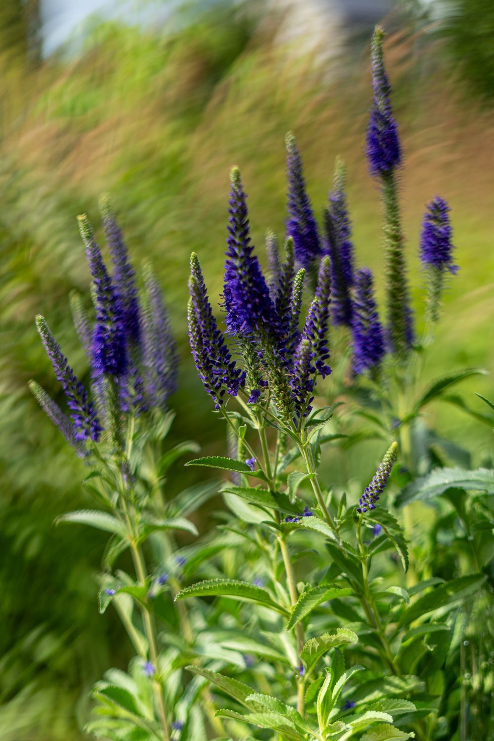 Przetacznik z zakręconym bokeh — BOKINO Swirl